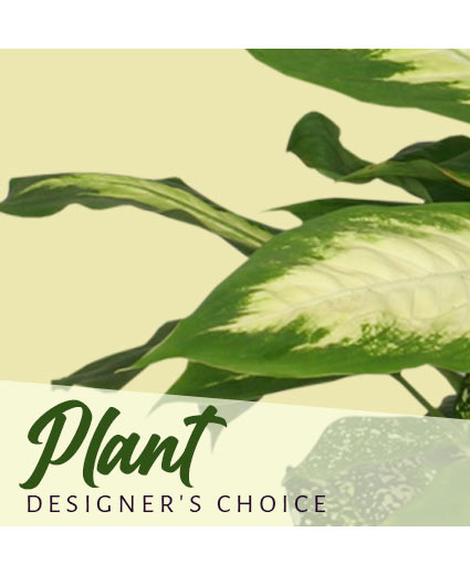 Plant Designers Choice