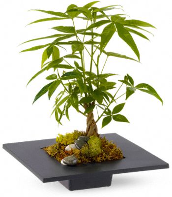 Money Bonsai Tree