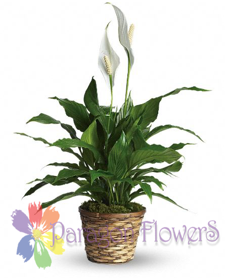 Peace Lily Small